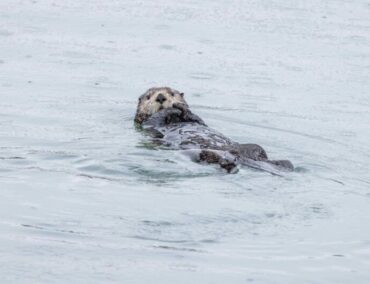 Mit Wissen in die Arktis: HX Expeditions startet neuen Alaska-Bildungskurs