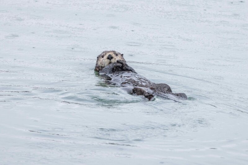 Mit Wissen in die Arktis: HX Expeditions startet neuen Alaska-Bildungskurs
