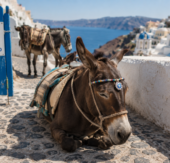 Glück für die Esel auf Santorini: Die Karavolades Treppe ist gesperrt