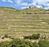 Wo der Fluss die Seele berührt – Magische Momente an Bord der Douro Queen