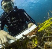MSC Foundation pflanzt 20‘000 Quadratmeter Seegraswiesen im Mittelmeer neu auf