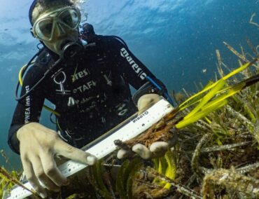 MSC Foundation pflanzt 20‘000 Quadratmeter Seegraswiesen im Mittelmeer neu auf