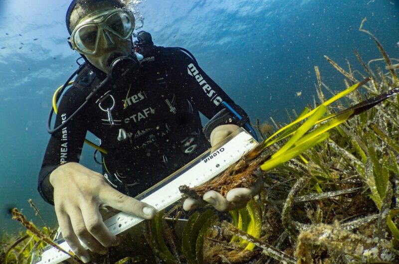 MSC Foundation pflanzt 20‘000 Quadratmeter Seegraswiesen im Mittelmeer neu auf